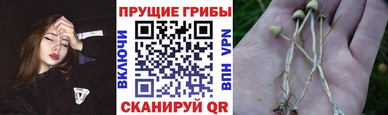 купить закладку Таштагол Псилоцибиновые грибы Psilocybine cubensis